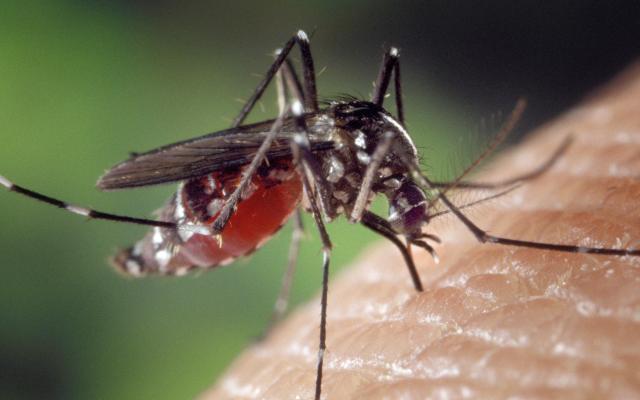 Knokkelkoortsepidemie