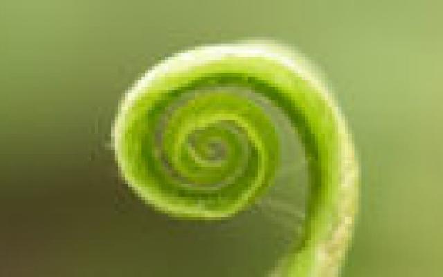 Inhaalgroei is niet altijd schadelijk