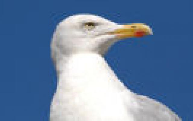 Meeuwen met antibioticaresistentie