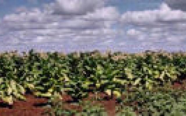 Kinderen op tabakplantages roken 50 sigaretten per dag