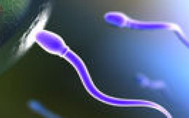 Zaadkwaliteit en levensverwachting