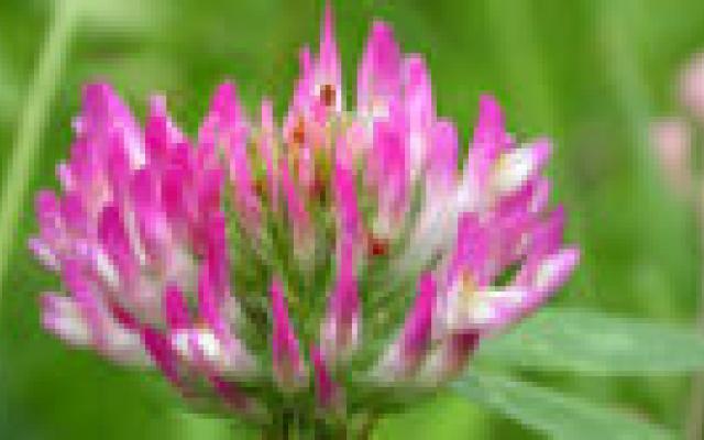 Weinig effect plantenoestrogenen op botresorptie