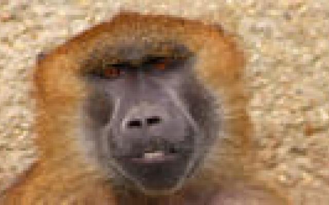 Apenmalaria in Nederland