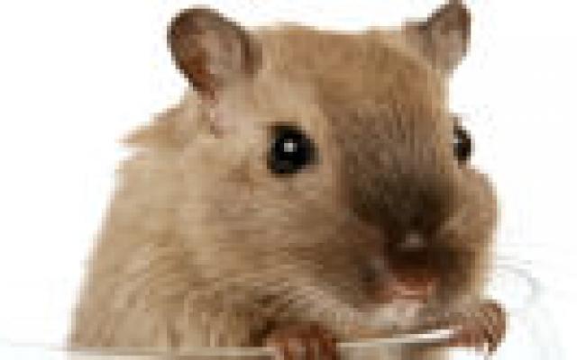 Sigarettenrook versnelt afstoting donorhart