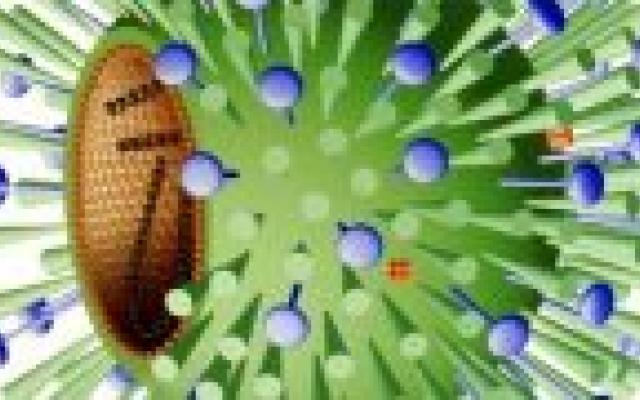 Pathologie H1N1 gelijk aan virussen 1918 en 1957 maar genetisch anders