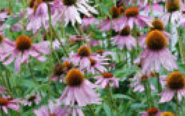 Onderzoek naar geneeskrachtige kruiden gestopt