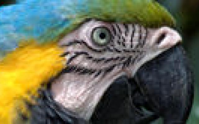 Papegaaienpoep in ziekenhuis