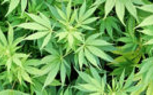 Af en toe een joint leidt tot verslaving