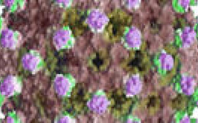 Telaprevir kan refractaire hepatitis C genezen