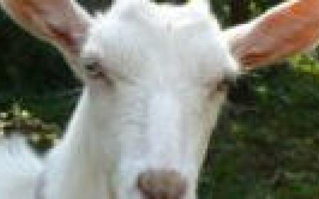 Vaccinatie Q-koorts alleen voor risicopatiënten