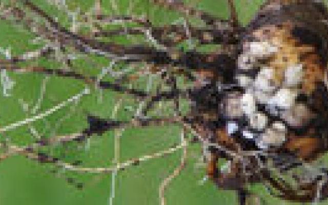 Probleemanalyse voor medisch studenten 