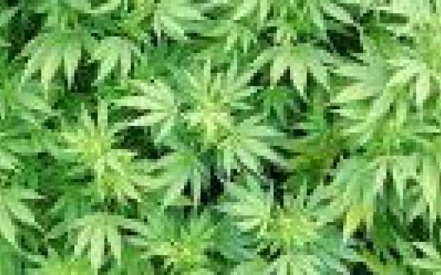 Wiet roken vermindert neuropathische pijn