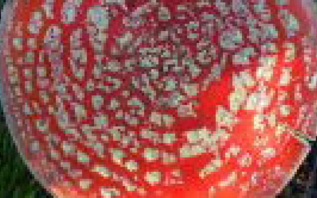 Paddo’s tegen doodsangst