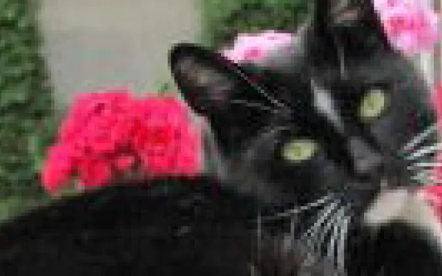 Hond beschermt tegen eczeem, kat niet