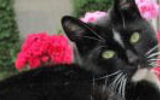 Hond beschermt tegen eczeem, kat niet