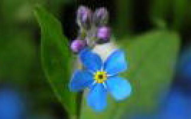 Veranderingen in cognitief functioneren beïnvloeden voorspelling dementie