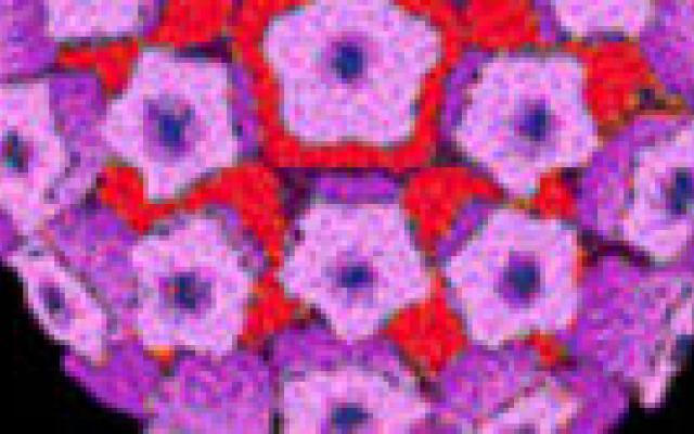 HPV18 niet voorspellend voor cervixproblemen