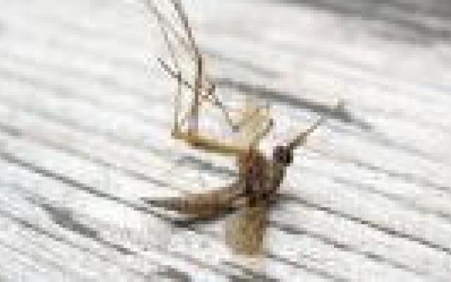 Geen kinine maar artesunaat bij kinderen met ernstige malaria