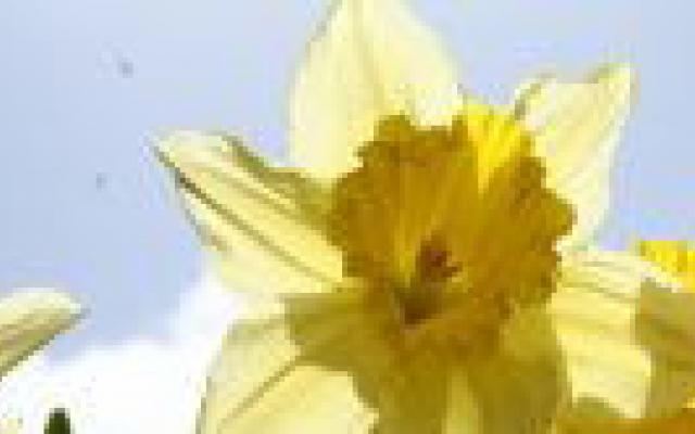 Oneerlijk naar de top