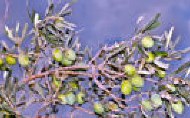 Mediterraan dieet gezond?