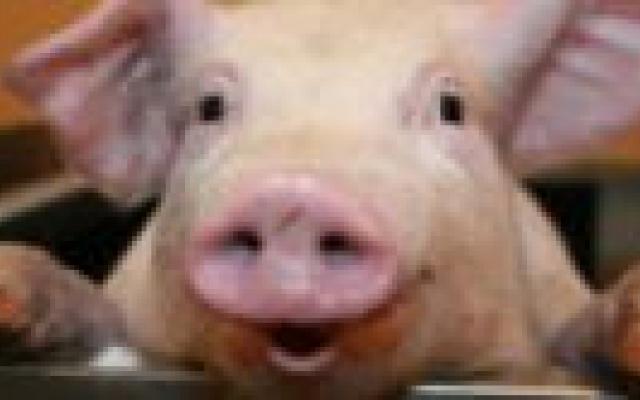 Het varken als cognitief proefdier