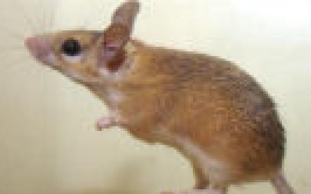 Verhoogd hdl door mutatie receptor