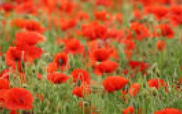 Hoge doses opioïden verhoogt risico op overdosis