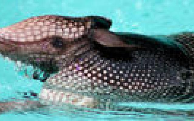 Lepra door gordeldier in zuiden VS