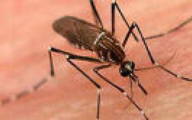 Insectendodende middelen verergeren dengue-epidemie mogelijk