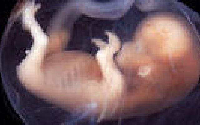 Effecten van pre-implantatiegenetische screening