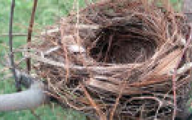 100 redenen om kinderen uit te stellen – en 3 beleidsopties