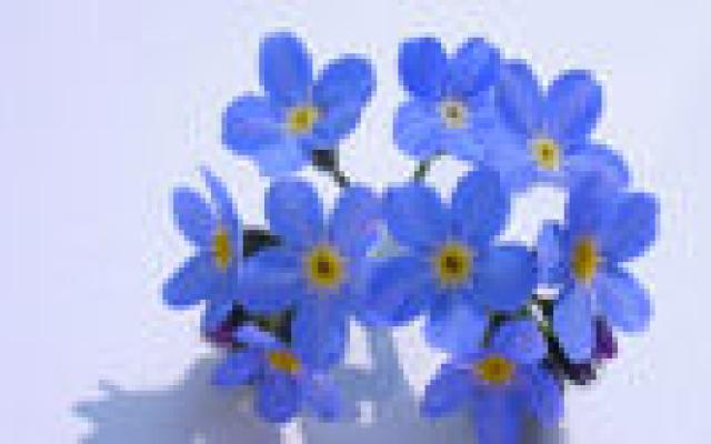 Dimebon geen wondermiddel bij alzheimer