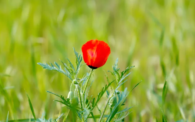 Een klaproos in een grasveld.