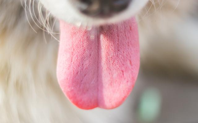 Close-up van een tong, hangend uit de bek van een hond.