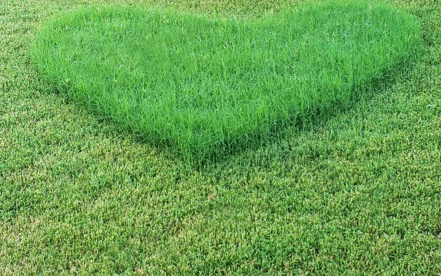 Een stuk gras is deels gemaaid. Het ongemaaide deel heeft de vorm van een hart.