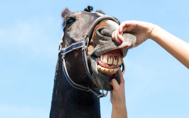 Iemand controleert het gebit van een paard.