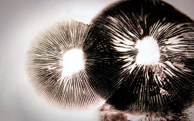 Hallucinogeen beeld.
