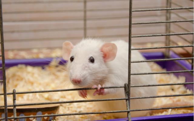 Een witte rat in een openstaande kooi.