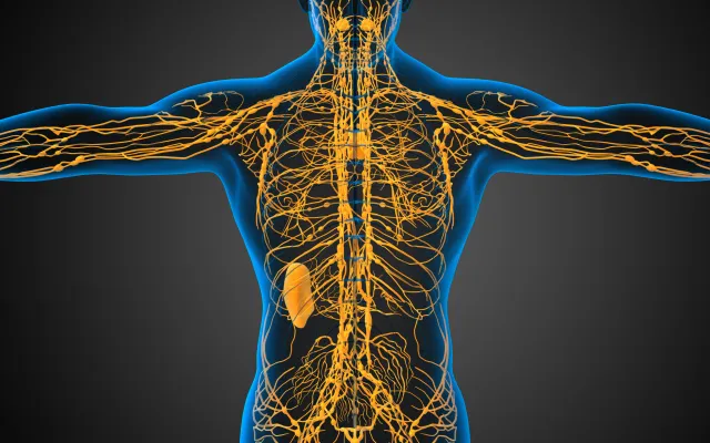 Anatomische illustratie waarin het lymfestelsel te zien is.