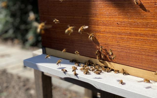 Close-up van een bijenkast.