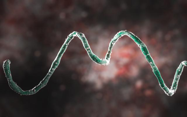 Digitaal beeld van een kronkelvormige bacterie.