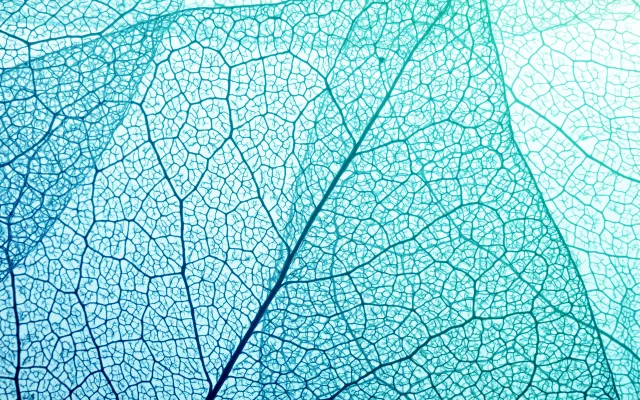 Macro foto van een blad met nerven.