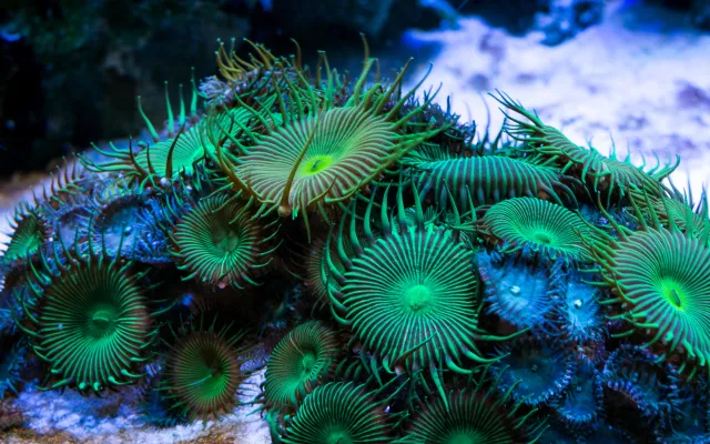Groen-blauwe zeeanemonen.