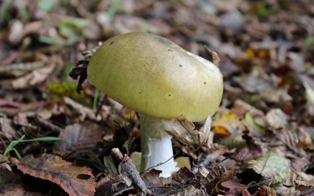 Een geelgroene paddenstoel.