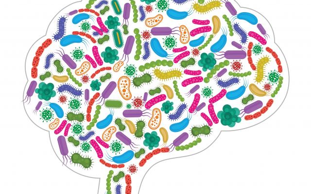 Schematische kleurrijke weergave hersenen