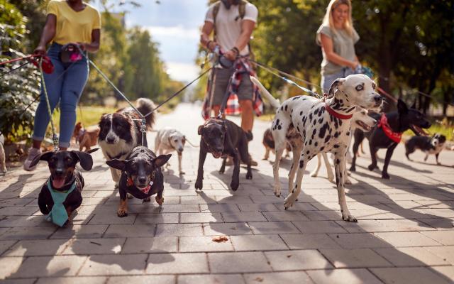 Drie mensen laten een aantal honden uit.