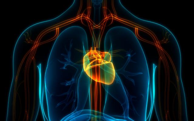 Grafische afbeelding van hart en longen