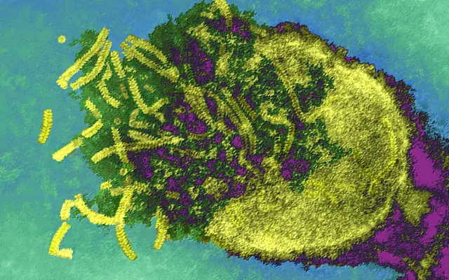 Bacteriën door een microscoop 
