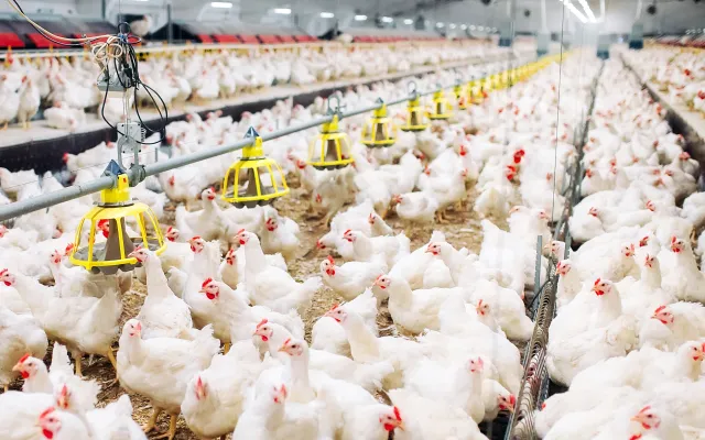 Foto: davit85/iStock.com Legbatterij van Kippen