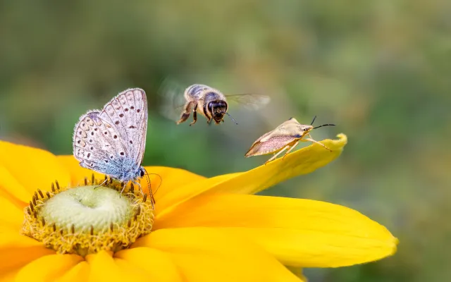 Detail van een bloem met insecten erop